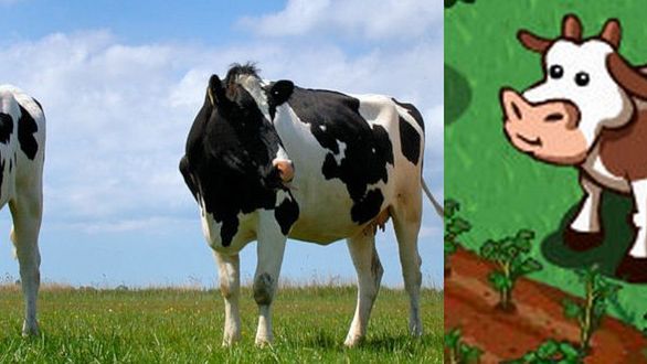 Anatomia plotki, czyli fakty kontra media. Dotacje na krowy z FarmVille? To bzdura! 1