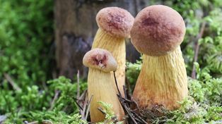 "Amerykaniec" opanował kolejne lasy. Grzybiarze wynoszą go pełnymi koszami