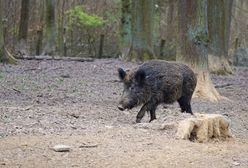 Dzik zaatakował sześciolatka. Chłopiec walczy o życie