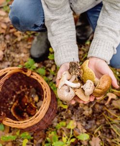 Збір грибів. Найкращі місця у Польщі