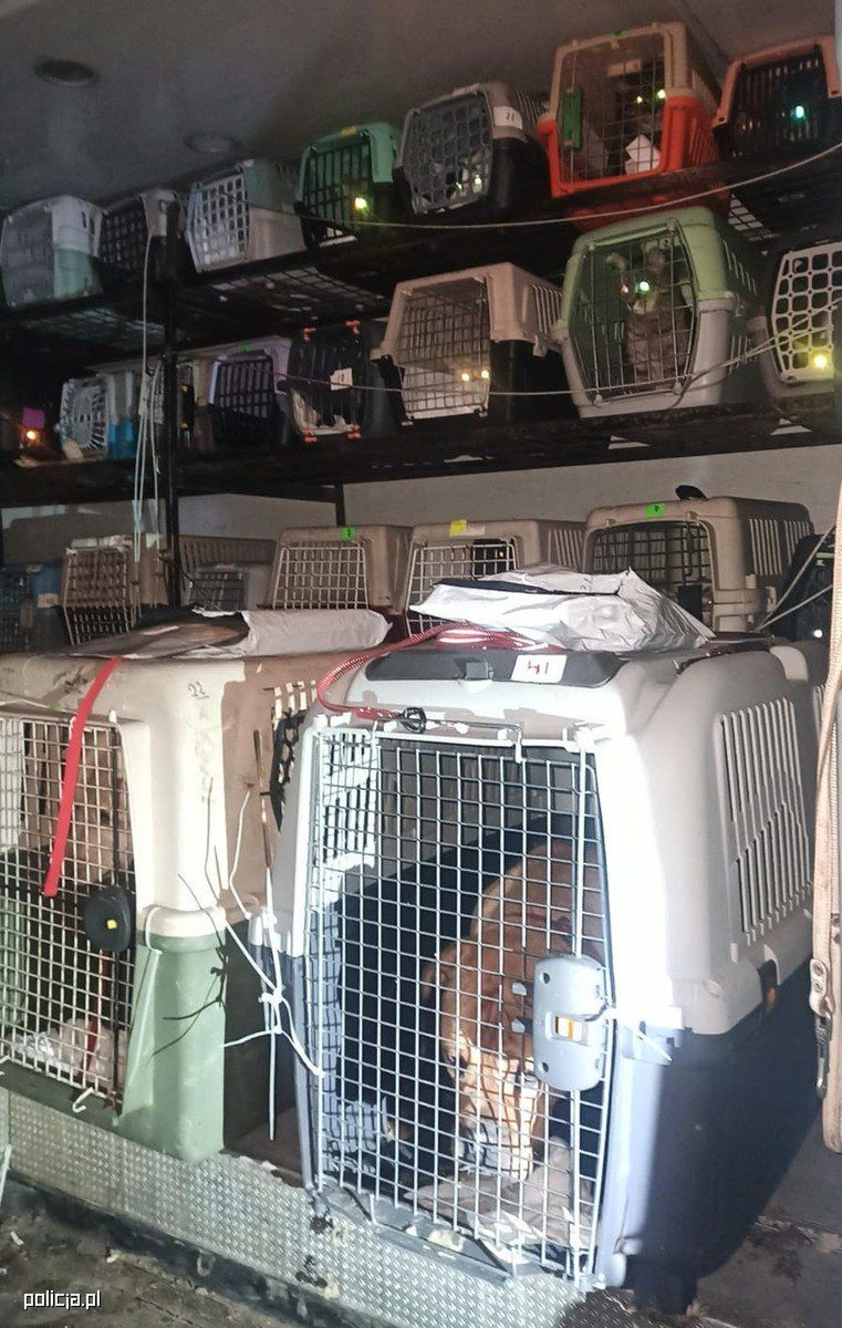 Czterech mężczyzn odpowie za znęcanie się nad zwierzętami.