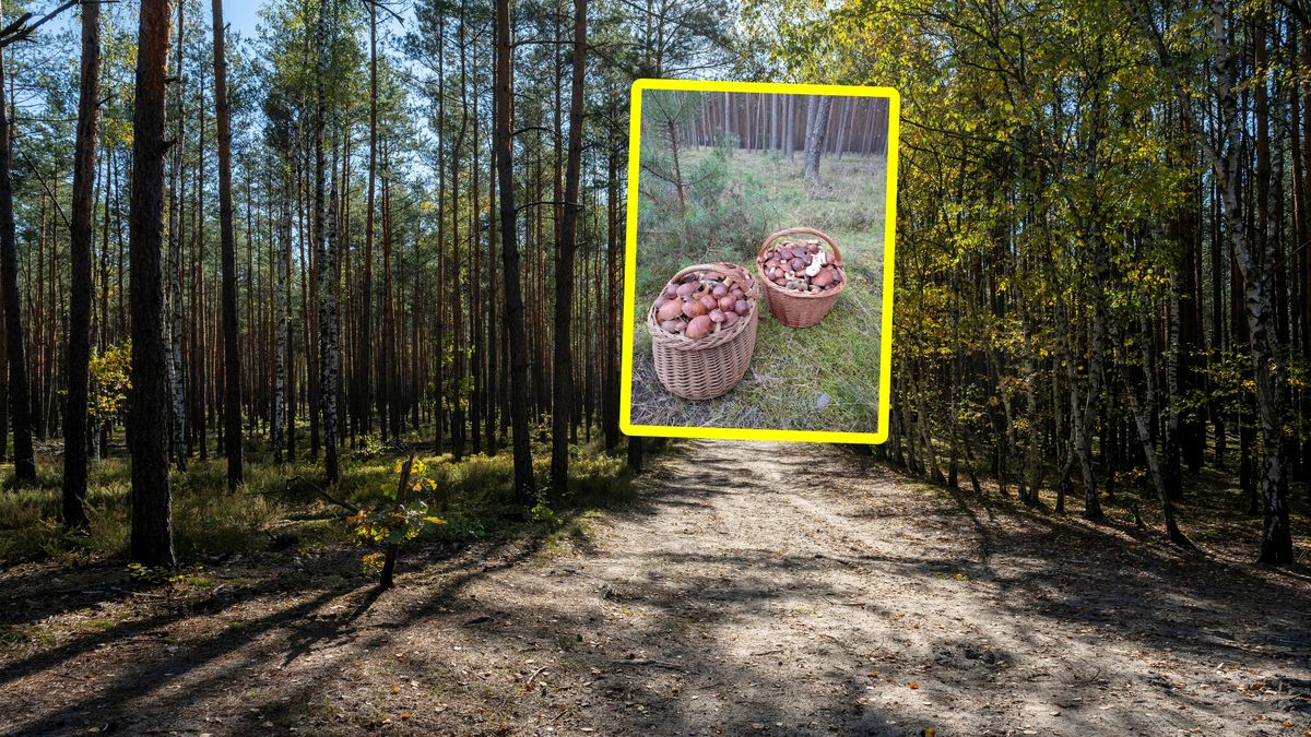 Pokazała, ile grzybów zebrała w 3 godziny.