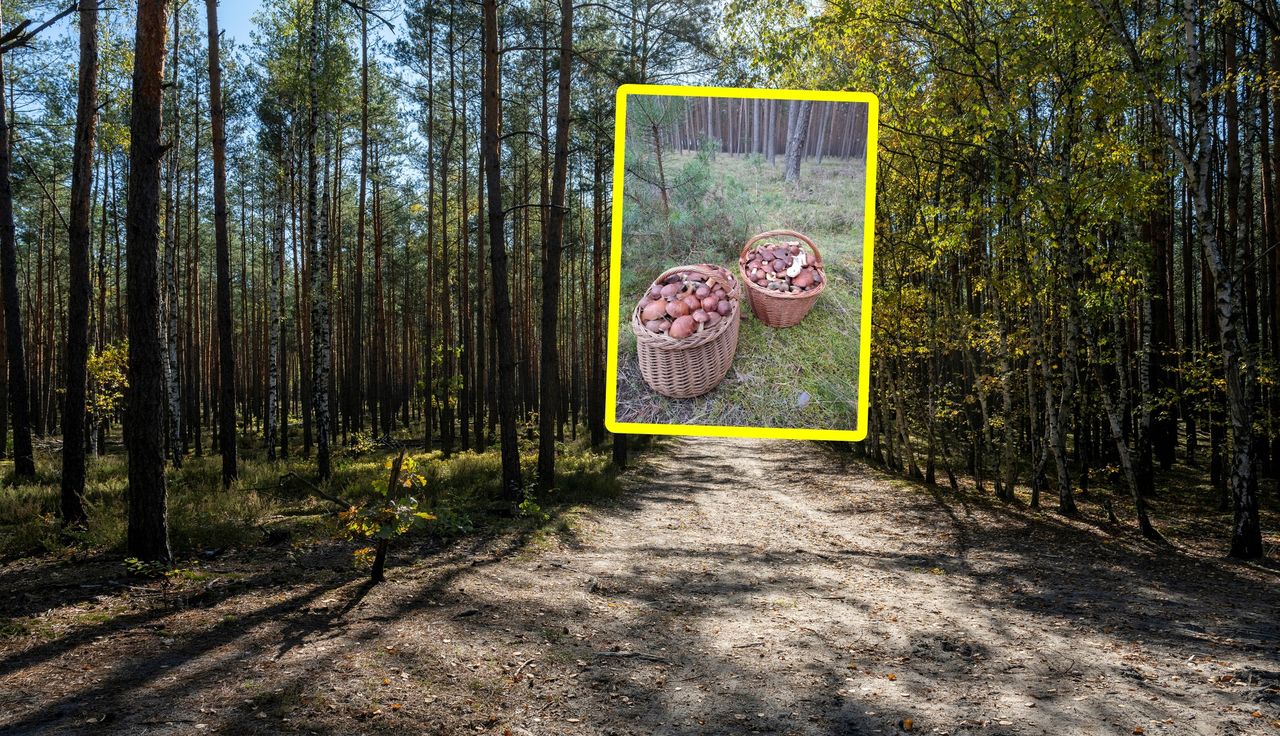 Tylko 3 godziny w lesie. Aż przecierają oczy. "Nie wierzę"