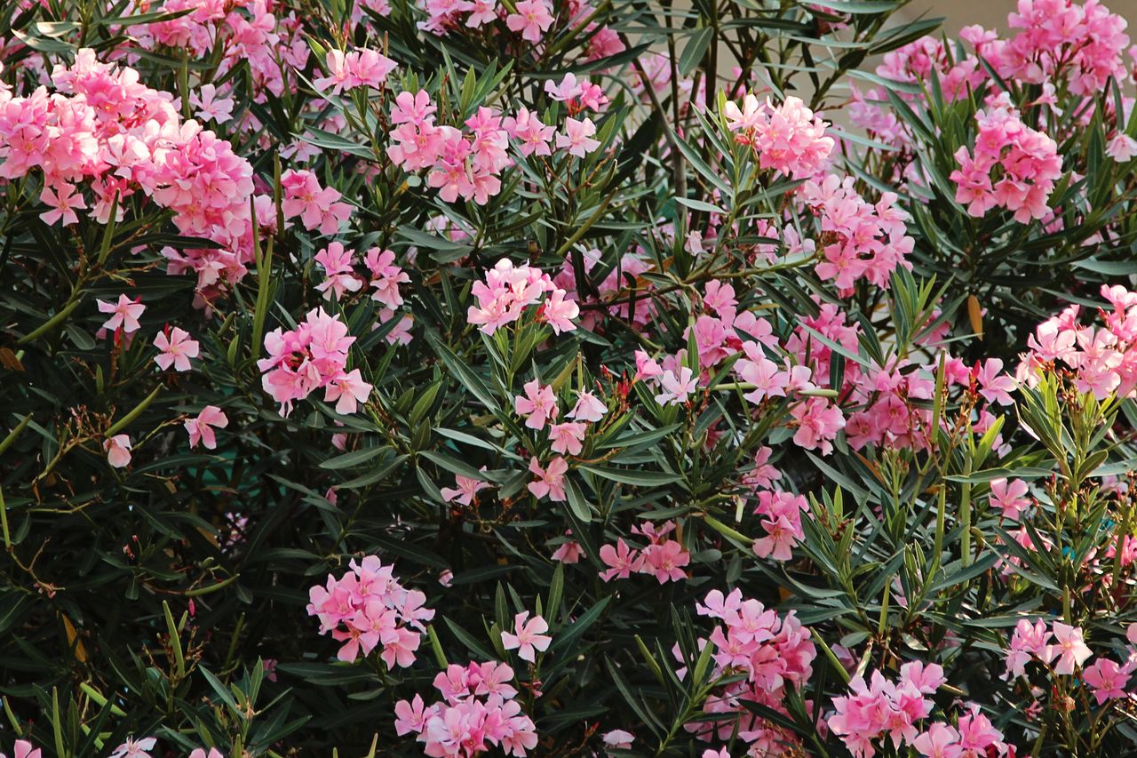 Kiedy przycinać oleandry? Termin już blisko