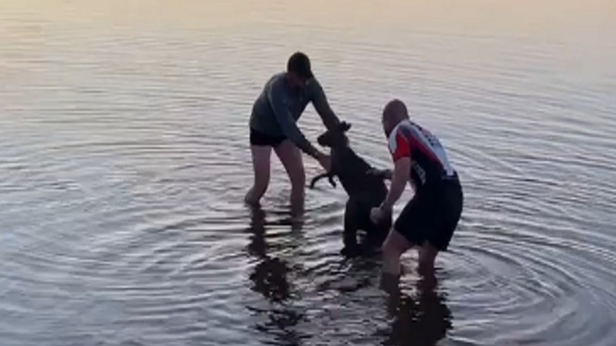 Akcja ratunkowa kangura