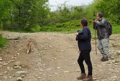 Lisy pogryzły turystów w Bieszczadach. Jest o strzeżenie