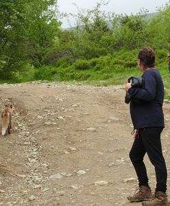 Lisy pogryzły turystów w Bieszczadach. Jest o strzeżenie