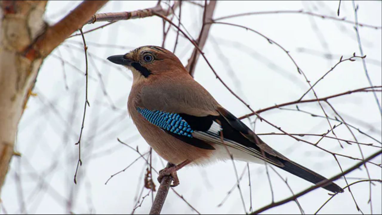 Jays demonstrate remarkable patience, matching human-like intelligence