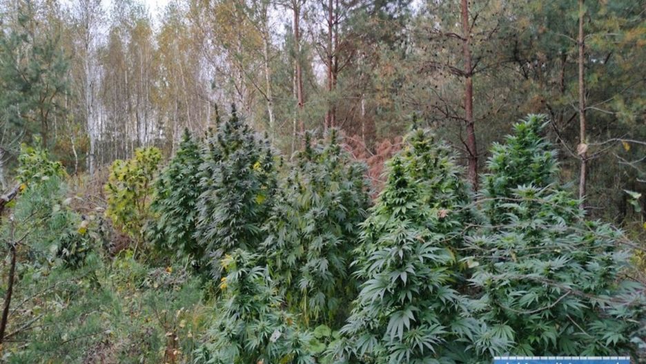 narkotyki marihuana plantacja