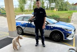 Zostawiła psa w nagrzanym samochodzie. Poszła na plażę