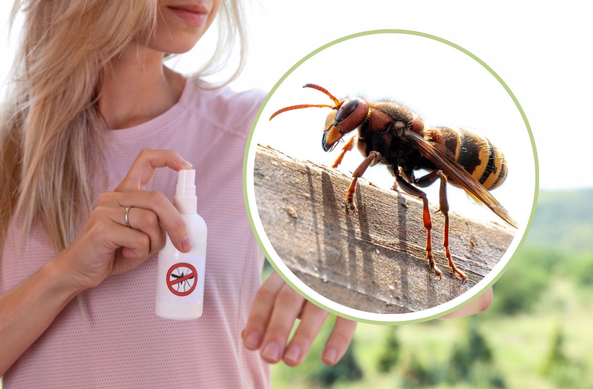 TikTok user’s dangerous hornet removal attempt goes viral