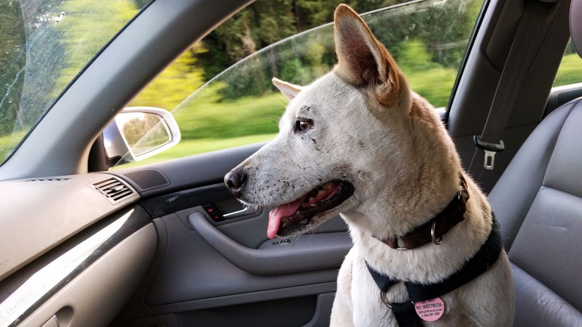 Pies w samochodzie - zdj. poglądowe