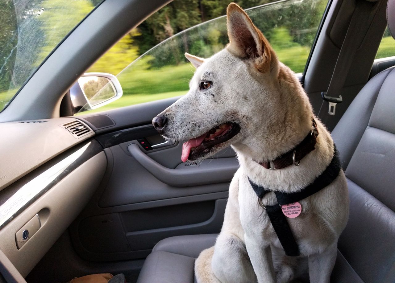 Gniezno. Psy zostawione w rozgrzanym aucie. Jest reakcja policji
