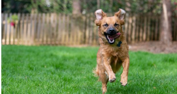 Pies ciągle ucieka z ogrodu? Najpierw sprawdź te miejsca