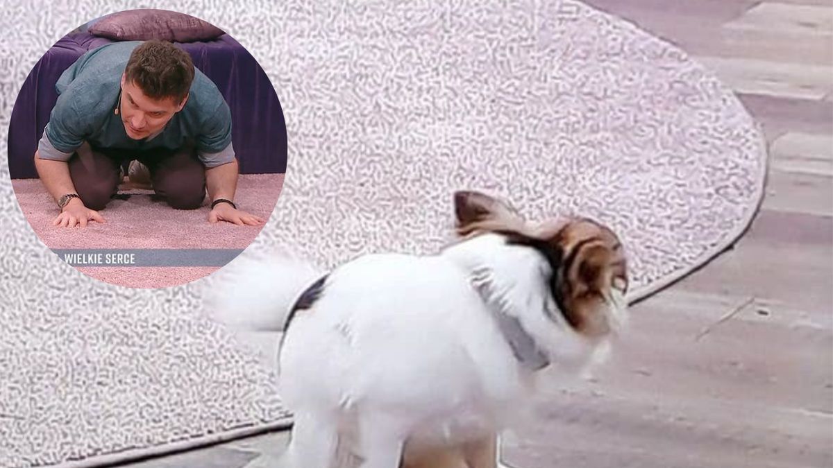 Nikt nie spodziewał się, co uroczy piesek zrobi na oczach całego kraju 