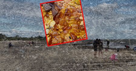 Żniwa na plaży. Kilogramy "złota Bałtyku". Co z cenami?