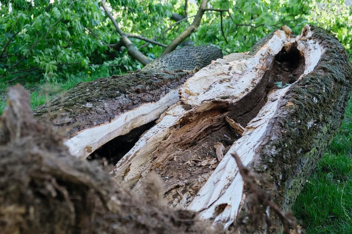Drzewo spadło na plac zabaw w centrum Lublina