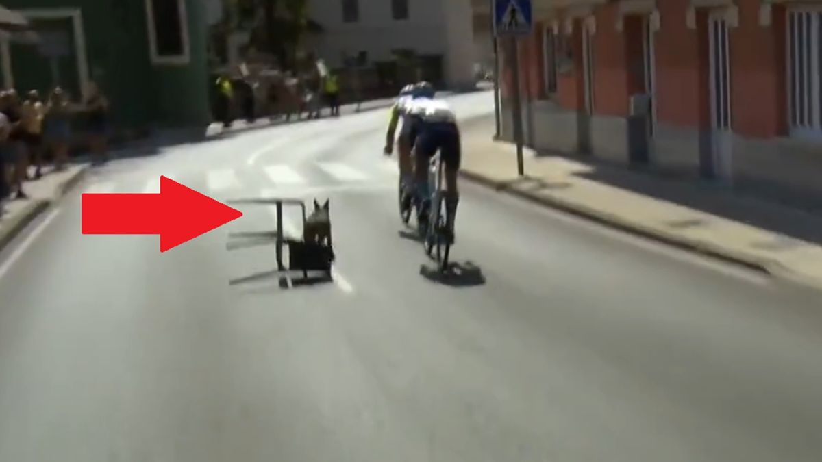 Twitter / Eurosport / Na zdjęciu: pies na trasie Vuelta a Espana