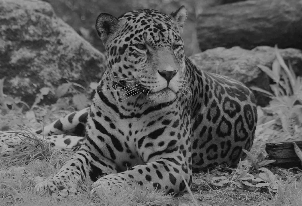 Warszawskie ZOO pożegnało jaguara o imieniu Kali 