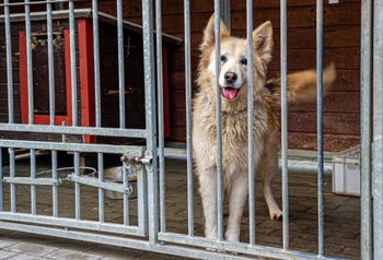 Sprawę nagłośniła Doda. Skandal w bytomskim schronisku dla psów