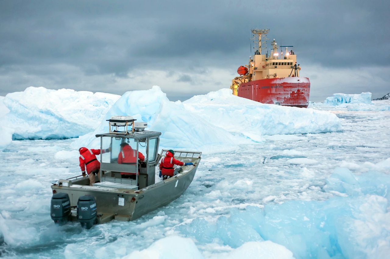 The creature fished out of the Ross Sea is no longer mysterious.