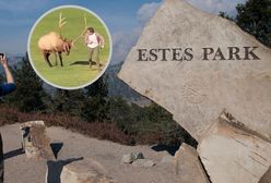 Chwile grozy w Kolorado. Jeleń zaatakował turystę