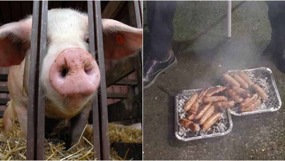 Strażacy grillują mięso z uratowanych wcześniej świń.