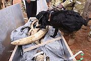 W 2011 roku skonfiskowano rekordową ilość kości słoniowej