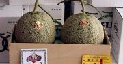 Melony najnowszą ofiarą recesji