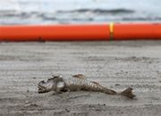 BP zapłaci 7,8 mld dolarów odszkodowania