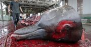 Japonia zawiesza polowania na wieloryby