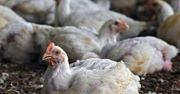 UE zajmie się wymianą klatek dla kur, z czym spóźnia się Polska