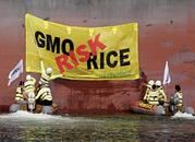 EFSA kwestionuje badania wskazujące na szkodliwość GMO