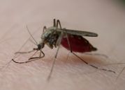 Sezon na komary