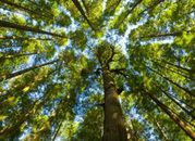 Lasy Państwowe sprzedadzą w 2011 r. prawie 34 mln m sześc. drewna