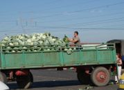 Raport: wzrośnie nadwyżka w handlu produktami rolno-spożywczymi