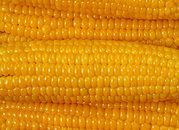 W tym roku zbiory kukurydzy mogą wynieść 3 mln ton