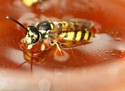 Pszczelarze: przez ciepłą zimę miodu może być mniej i zdrożeje