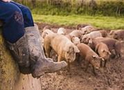 Wirus afrykańskiego pomoru świń w Polsce?