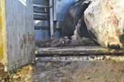 Prokuratura: Krowy były zarażone!