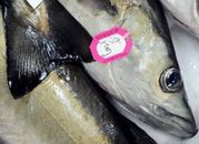 UE: Ustalono dalekomorskie kwoty połowowe na 2013 r.