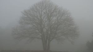 Kalifornijskie wyłapywacze mgieł 1