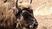 Bieszczady wzbogaciły się o osiem żubrów