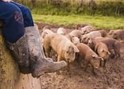 Producenci żywności mogą przeciwstawić się sieciom handlowym