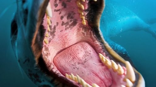 Fotograf kontra bestia z głębin [video] 1