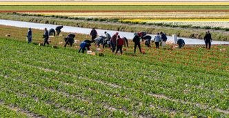 Polacy poza rejestrem. Gigantyczny problem w Holandii
