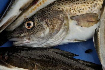 Niemcy spierają się o dorsza. W tle unijne limity połowu na Bałtyku