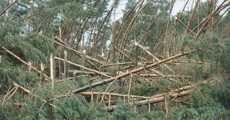 Ogromne straty Lasów Państwowych po nawałnicach. Leśnicy wciąż w terenie