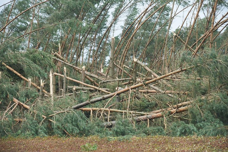 Niekiedy konieczne były powtórne naprawy linii, gdyż po usunięciu uszkodzeń inne drzewa ponownie spadały na przewody