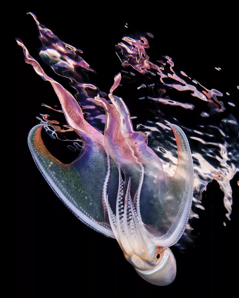 Niesamowity świat głębin - najlepsze zdjęcia podwodne według Scuba Diving Magazine 8